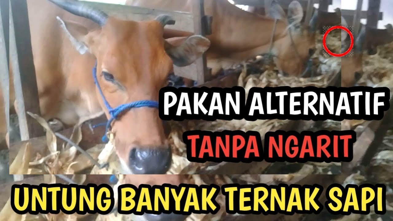 Ternak Sapi Tanpa Ngarit Rumput Lebih Efektif dan Ekonomis || Halipa