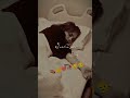 ہر تمنا دل سے رخصت ہو گئی Allah Islamic Video Sharig Quran Life Muslimtiktok God Quran ہر تمنا دل سے رخصت ہو گئی Allah Islamic Video Sharig Quran Life Muslimtiktok God Quran