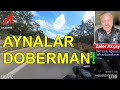 AYNALAR DOBERMAN | 5Sriders | Motosiklet Kazaları (132)