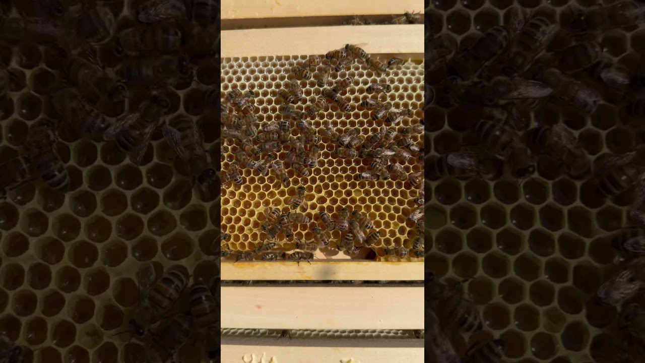 The langstroth nucs is even storing some honey from the hawthorn!