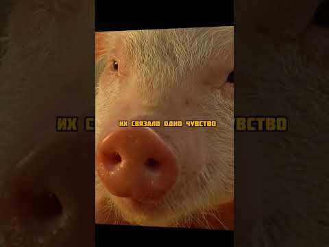 🐷 Не захотел поросенка #фильм #фильмыкоторыестоитпосмотреть #кино #новыефильмы