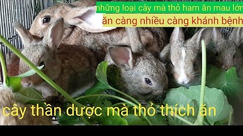 tổng hợp những loại cây mà thỏ thích ăn,  ham ăn mau lớn trị nhiều bệnh