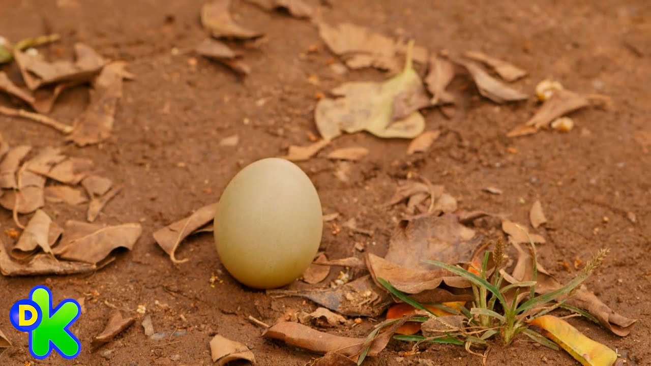 Zu encontra um ovo e tenta cuidar dele com os meninos | O zoo da zu | Discovery Kids  Brasil