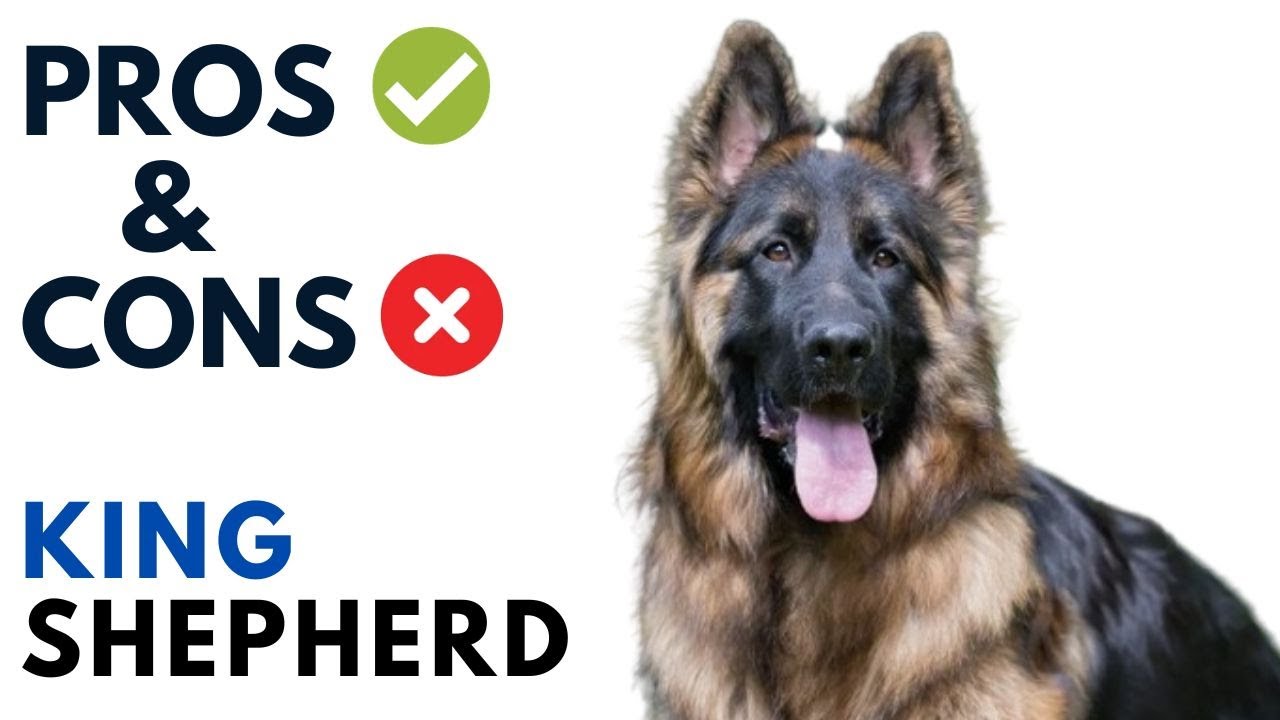 King Shepherd Pros and Cons | King Shepherd Dog Advantages and Disadvantages
