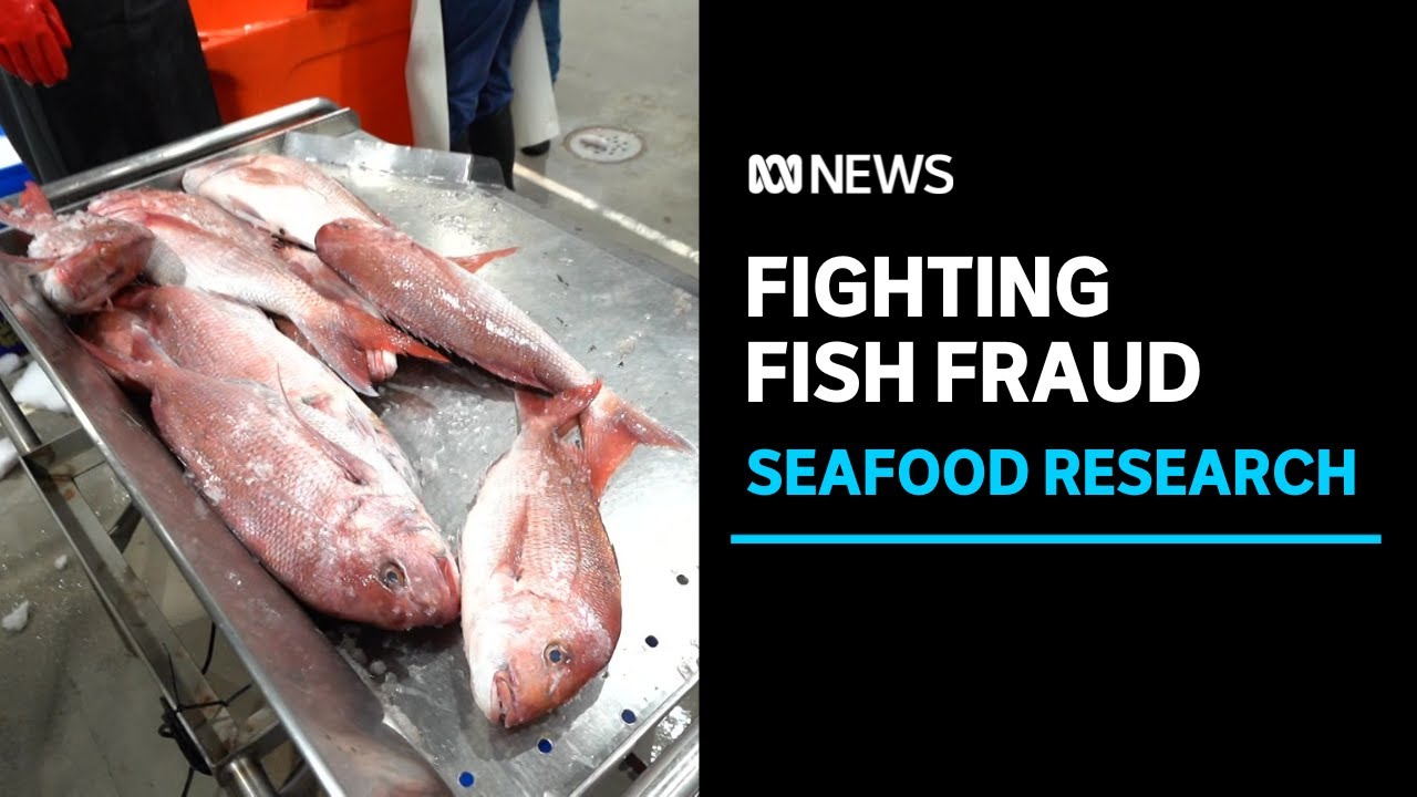 Scientists fight fake seafood labelling with innovative research | ABC News
