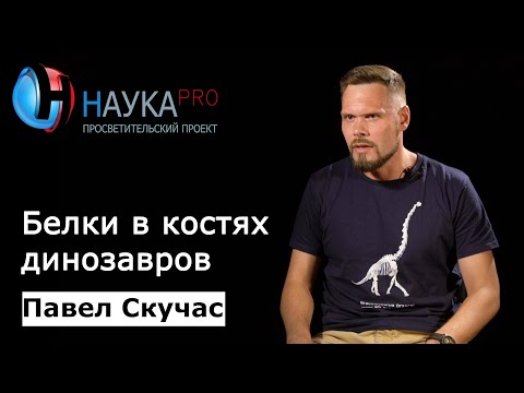 Белки в костях динозавров: миф или реальность? – палеонтолог Павел Скучас | Научпоп