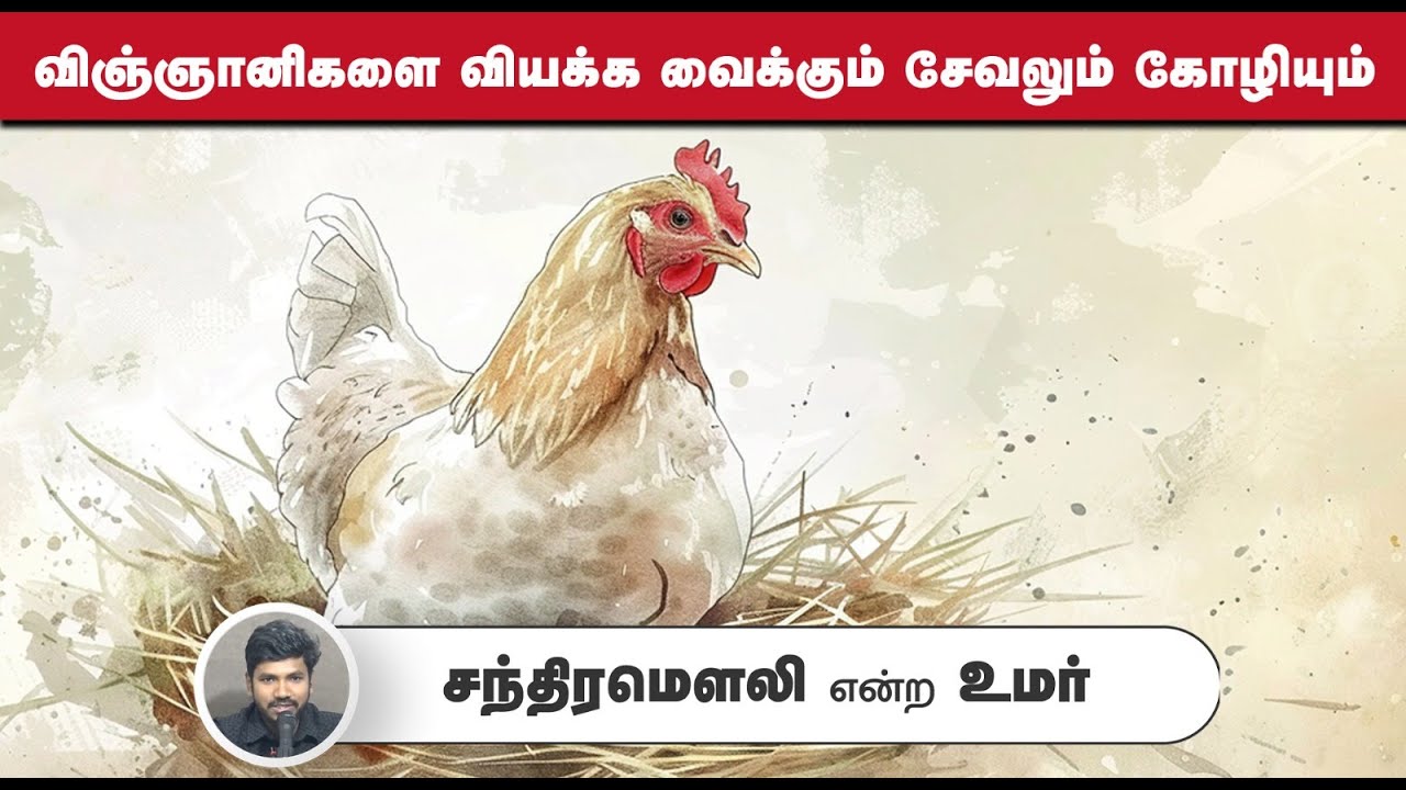 விஞ்ஞானிகளை வியக்க வைக்கும் சேவலும் கோழியும்┇சந்திரமௌலி என்ற உமர்┇28-09-25┇Way to Paradise