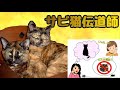 サビ猫伝道師　嫌いだったはずのさびねこの虜に ナレーション付き【サビ猫の魅力を伝えたい】Tortoiseshell evangelist
