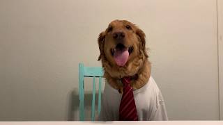 Dog Interviews For New Job. TRY NOT TO LAUGH. by Adventures of Archie and Milo 450 views 4 years ago 1 minute, 13 seconds