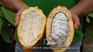 Establecimiento de Cultivo de cacao AGROSAVIA La Suiza