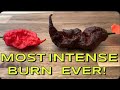 EASILY THE HOTTEST PEPPER I VE EVER EXPERIENCED The Warthog Phenotype 1 From Matthew Arthur EASILY THE HOTTEST PEPPER I VE EVER EXPERIENCED The Warthog Phenotype 1 From Matthew Arthur