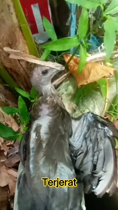 punah #videoshorts #ayam #mainayam #birds #roosterfarm #chicken #ayamberkualitas #burung #animals #k