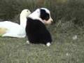 Border Collie puppies at 4 weeks old with ducks