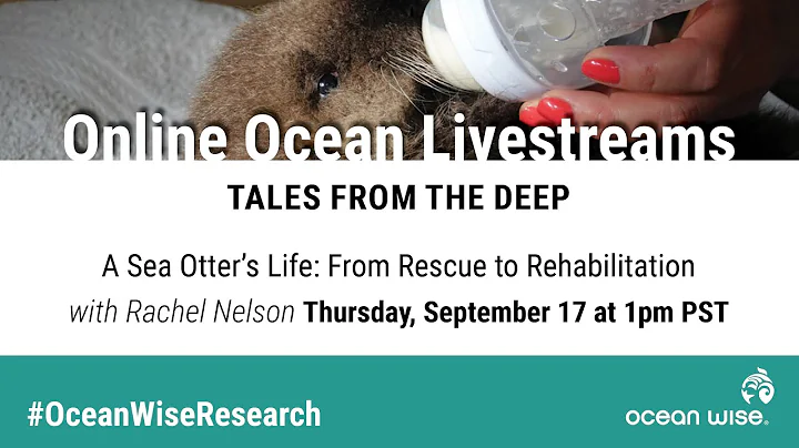 Rachel Nelson: A Sea Otter's Life - From Rescue to...