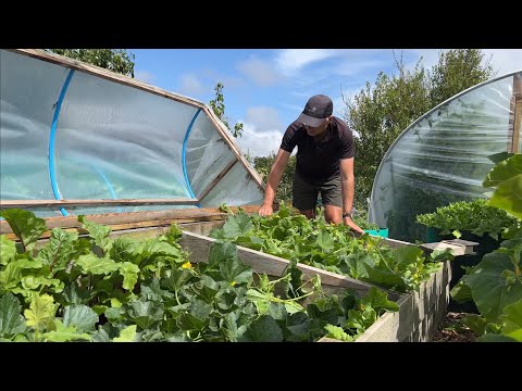 Growing melons for the first time, how are they doing?