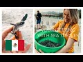 BABY SEA TURTLES! | Volunteering in Colola, Mexico with SEE Turtles