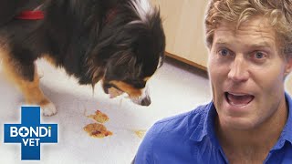 Poisoned Dog Has Minutes To Live | Bondi Vet