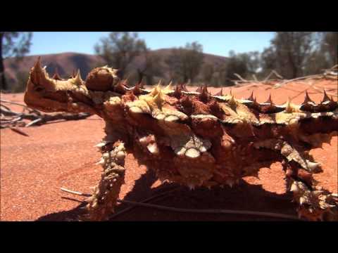 Thorny Devil Dragon