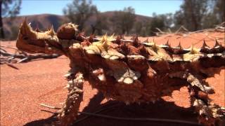 Thorny Devil Dragon