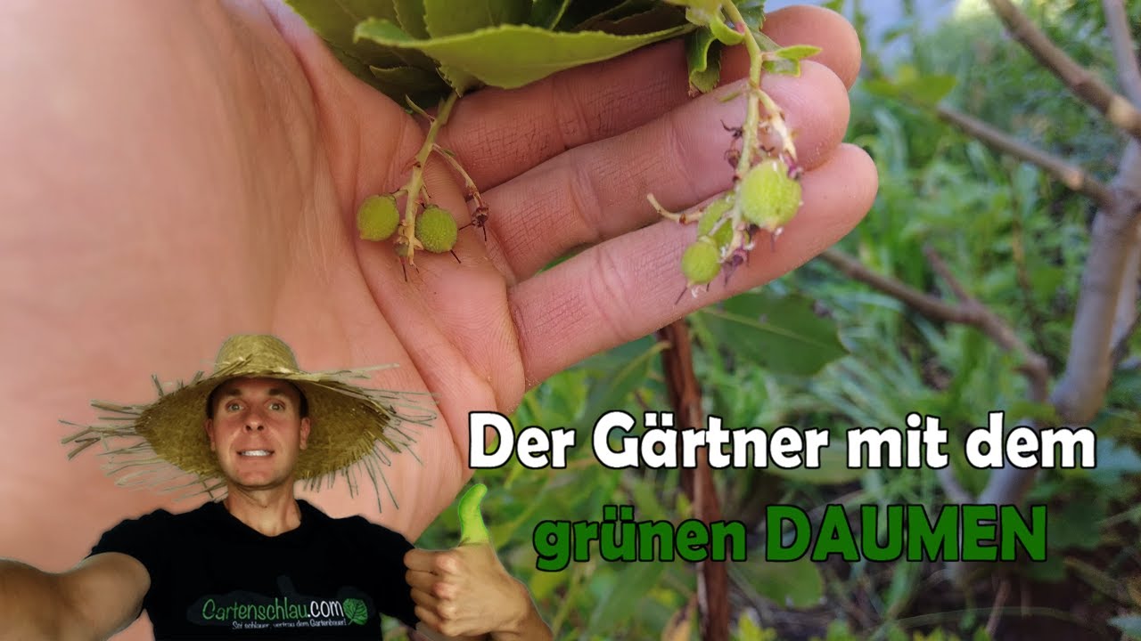 Erdbeerbaum: Erste Ernte in Sicht – so reifen die Früchte