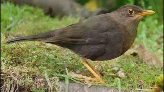 Masteran anis gunung / anis gading