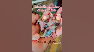 Fawan Java Sparrow / Growing Well  #mab_aviary_karachi
