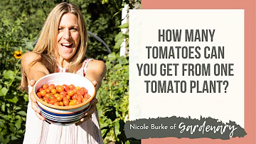 Kolik kilogramů rajčat můžete získat z jedné rostliny rajčat?