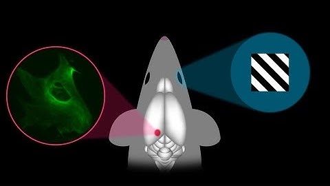 Science Bulletins: "Mystery" Brain Cells Now Linked to Memory