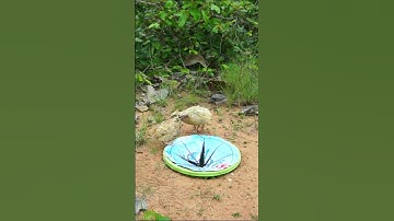 Unbelievable Quail Bird Trap -#Shorts - Creative Unique Underground Bird Trap