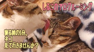 『寝る前の5分、ネコ見て行きませんか』しるこの激しいアログルーミング♪ 保護猫二匹の生活