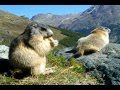 Swiss alpine marmots enjoying the view above Saas-Fee