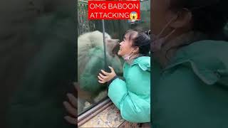 🔥OMG😱 | Baboon attacking girl | Viral Video #monkey #baboon  #attack #attacking