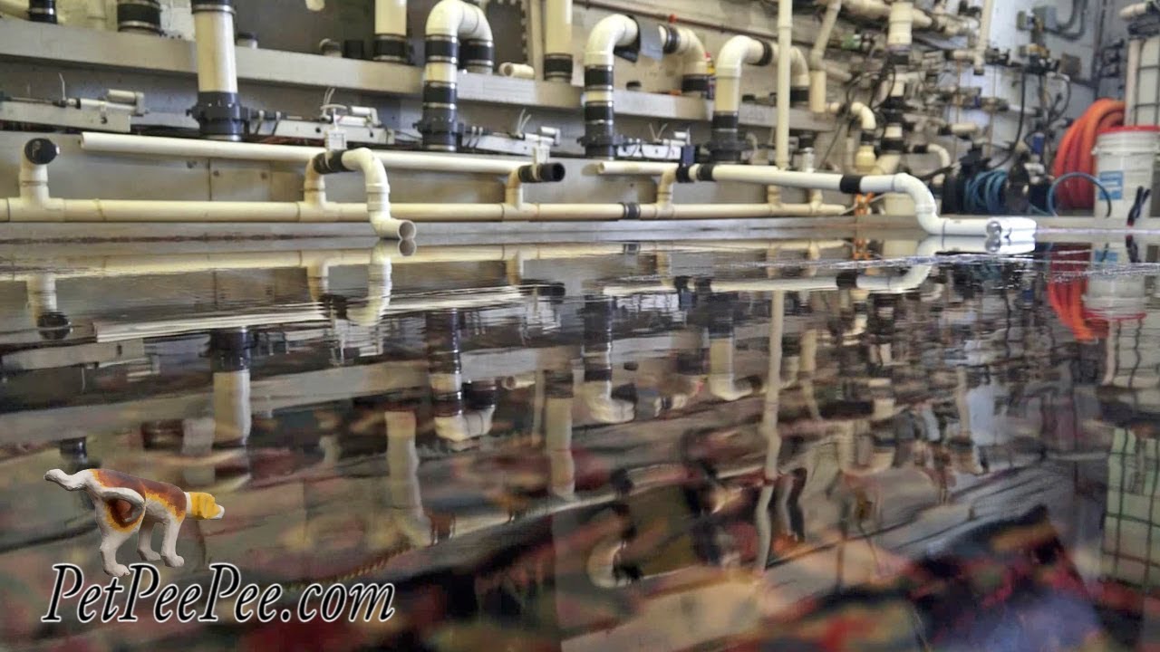 Smoking out the urine odor from the Oriental