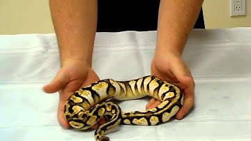 ball python collection update