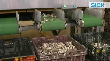 Ranger 3D camera from SICK: Classification of 70,000 oysters per hour | SICK AG