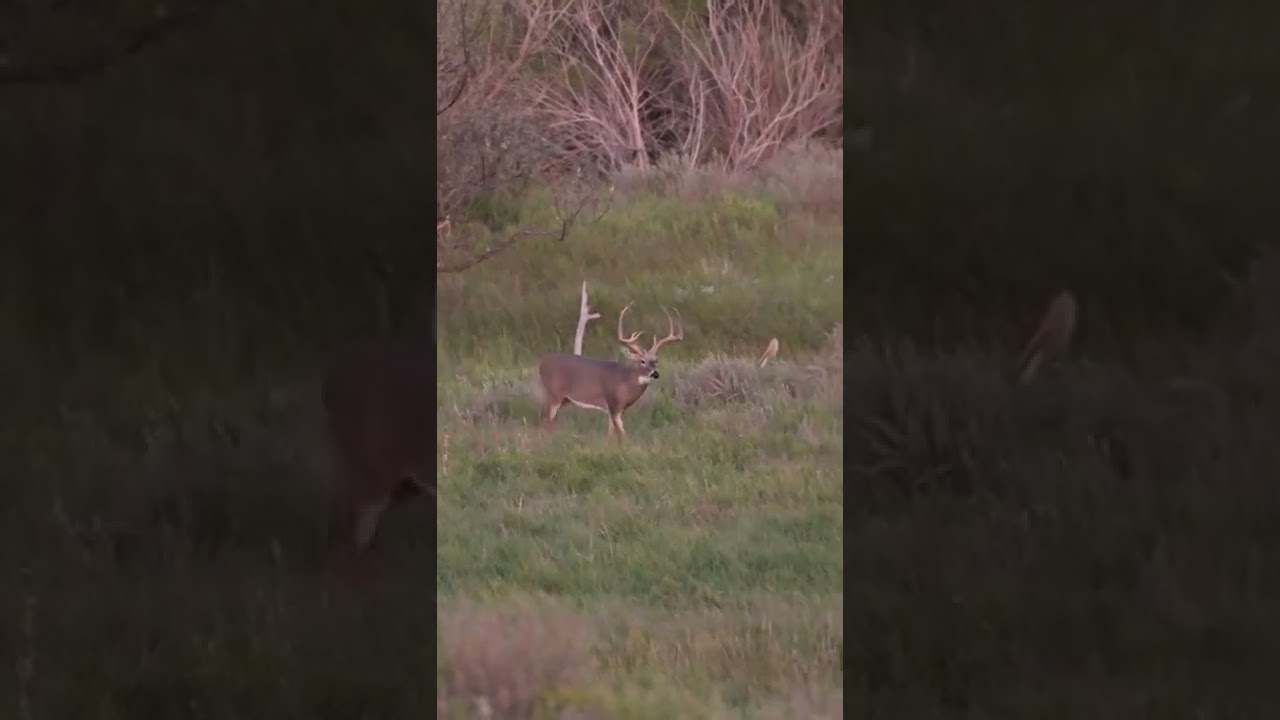 GIANT Kansas Buck In A Hay Field 