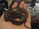 My new Woma Python!