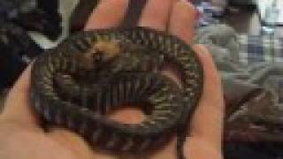 My new Woma Python! Wealth