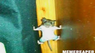 memes i found in the other side of the pillow
