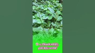 6 tác dụng tuyệt vời của cây thòm bóp – Loại rau dại quý như thuốc!