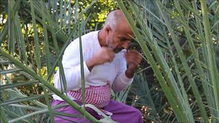 Date Palm Trees Pollination in Al Misfah , Oman