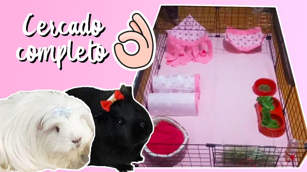 Como montar cercado para porquinho da índia do zero?