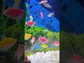 #Colourful Tetra #fishes