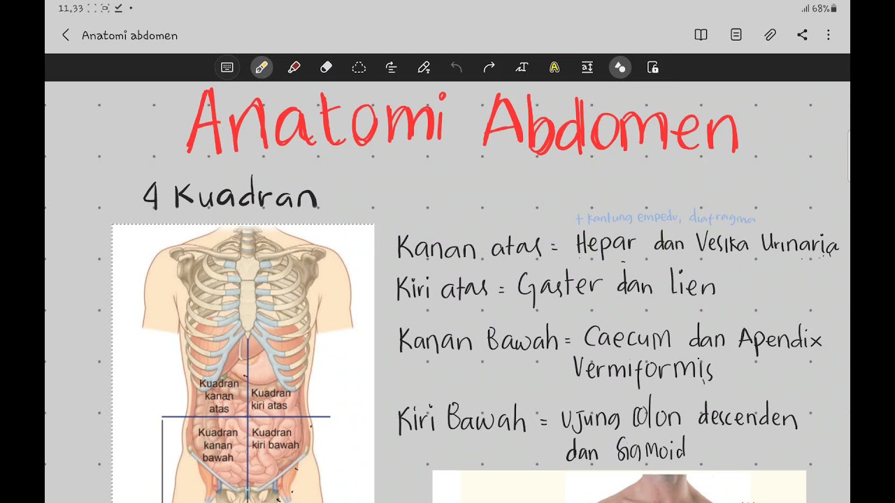 Regio dan Dinding Abdomen Anatomi Abdomen 1 YouTube