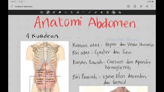 Regio dan Dinding Abdomen | Anatomi Abdomen #1