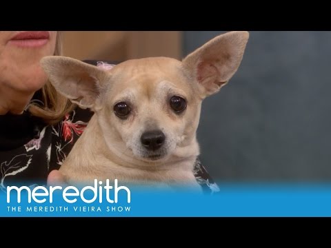 new-year,-new-you,-new-pet!-|-the-meredith-vieira-show