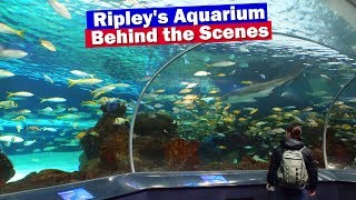 Ripley's Aquarium of Canada - Behind The Scenes Tour - Toronto Aquarium