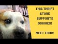This Thrift Store Supports Doggies!  Meet Thor and Thrift With Me