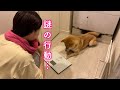 深夜に不可解な行動をしてお風呂場から離れなくなってしまった柴犬