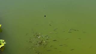 Mancing Ikan Atau Ngasih Umap Ikan Nila